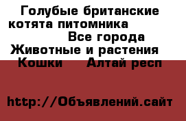 Голубые британские котята питомника Silvery Snow. - Все города Животные и растения » Кошки   . Алтай респ.